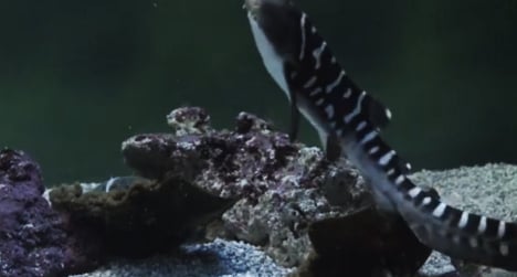 VIDEO: Rare shark born in French aquarium
