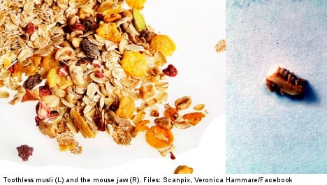 Swede finds mouse teeth in morning muesli