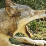 Rise in wolf attacks leads to call for US hunters