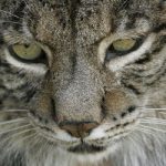 Endangered Spanish lynx slaughtered on roads