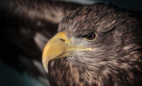 Sea eagle boom puts puffins at risk
