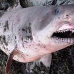 Three-metre shark found on French beach (gallery)