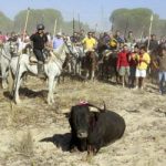 Activists hijack brutal bull-spearing festival