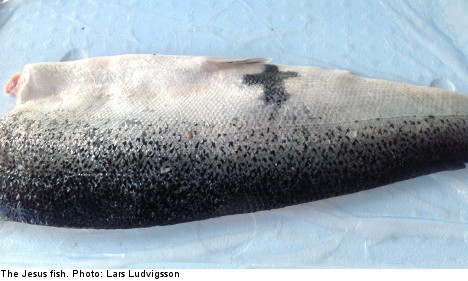 Man finds 'Jesus fish' in Sweden: a sign from God