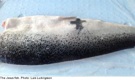 <font size="5">Jesus fish</font><br>Swede finds sign from God in salmon factory - a fish with a black cross on its belly. <br> <a href="http://www.thelocal.se/50334/20130919/" target="_blank"> Read about the fishy discovery here</a>