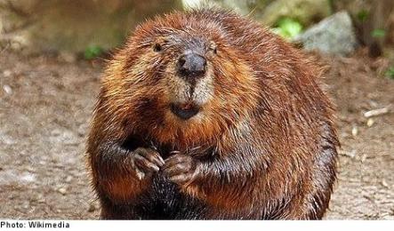 <font size="5">Just like vanilla...</font><br>And finally, the Swedish National Food Agency confirmed that beaver anal secretions can provide a taste similar to vanilla in baked goods.<br> <a href="http://www.thelocal.se/50250/20130915/" target="_blank"> Read more here.</a>