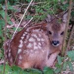 Bern deer study ended after 22 fawns killed