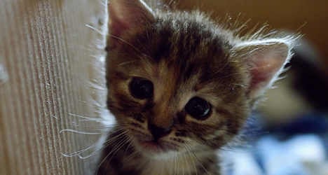VIDEO: Firemen save kitten from engine death