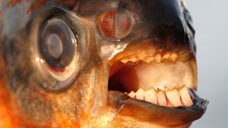Testicle-biting cousin of piranha caught in Paris