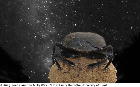 Swedes claim US parody prize for dung beetle find