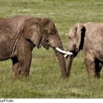 Swedish TV star in ivory trade scandal