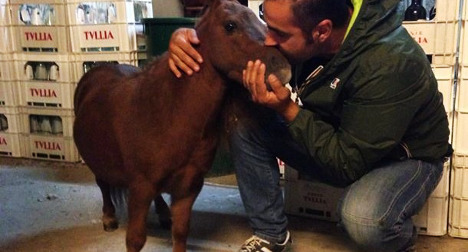 'World's smallest pony' found after theft