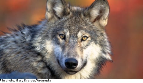 Mystery hunter claims killer wolf is dead