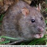 ‘Poison-proof’ rats discovered in Sweden