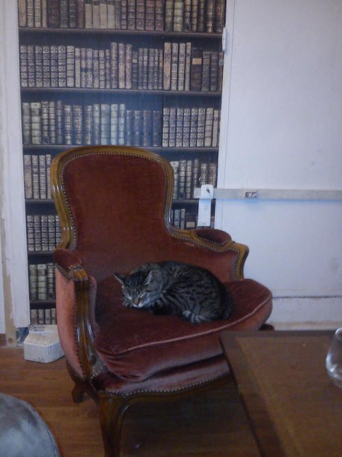 Have a peek around France’s first ‘cat café’ in Paris