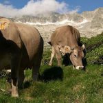 <strong>Cows.</strong> Far from the most dreaded creature on this list, but unlike many of the others, French cows have been responsible for the deaths of humans of late. In July, The Local reported how a hiker in the Pyrenees was killed after a herd of cattle charged at him. And back in 2010, two hill-walkers were killed in similar incidents in the Alps and, once again, the Pyrenees, within a matter of days.