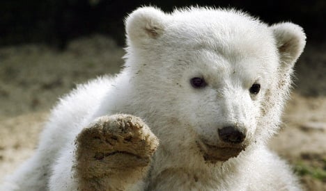 Berlin Zoo wins Knut polar bear court battle