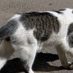 Cat massacre continues to blight Capri