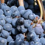 Puglia’s great grape robbers arrested