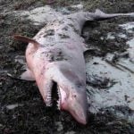 This photo shows where the shark was discovered. It was dead, unlike one that was washed up on another beach in the region last year (see link to main article above.)Photo: Apecs