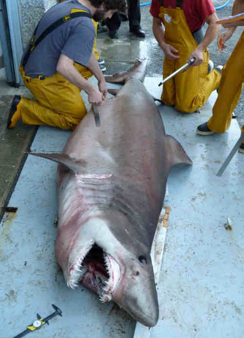In Pictures: Scientists weigh up shark found on French beach