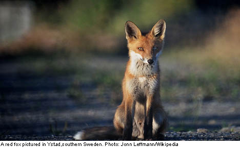 Ingrid, 75, kills thieving fox with her bare hands
