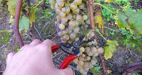Wine growers dodge bad weather to gather grapes