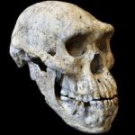 Skull leads Zurich boffins to ‘rewrite’ history of man