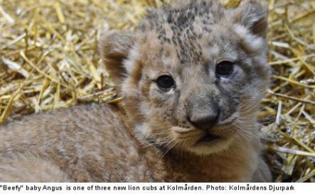<font size="5">'Beefy' lion cubs pride of zoo</font><br>Not feeling warm and fuzzy after that last story? You will. Three lion cubs born at a Swedish zoo win The Local's prize for cutest pictures of the week. <br> <a href="http://www.thelocal.se/50576/20131003/" target="_blank"> Read about and see the beefy baby lions.</a>