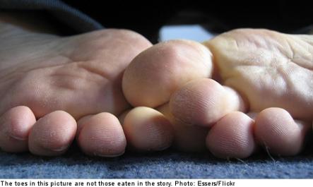 <font size="5">Pojken the dog snacks on Swedish toes</font><br>A man paralysed from the waist down woke up one morning to find his pet dog had eaten his toes off, prompting doctors to amputate the man's leg.<br> <a href="http://www.thelocal.se/50770/20131014/" target="_blank"> Click to read about the incident - and why he's keeping his dog.</a>