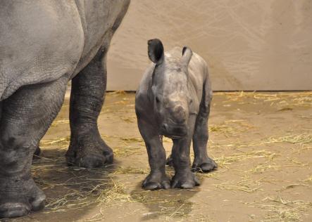 The latest addition to the Kolmården Animal Park's family is a female rhino.Photo: Kolmårdens Djurpark