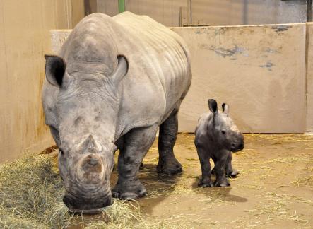 The baby rhino has yet to be named.Photo: Kolmårdens Djurpark