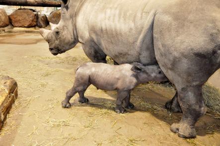 Visitors will be able to see the baby rhino from the end of October.Photo: Kolmårdens Djurpark
