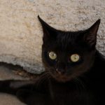 Landlord finds 20 dead black cats in freezer