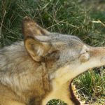Wolf terrorizes residents in Liguria