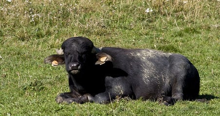 Italy's buffaloes treated to 'jazz and massage'