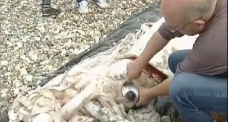 VIDEO: Giant squid found on Spanish beach