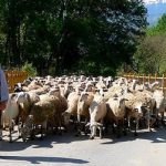Bulgaria’s ‘shepherd scammer’ seized in Spain