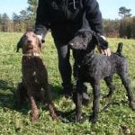 Swedish police sell poodles on Facebook