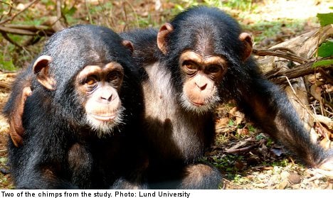 Chimps catch human yawns: Swedish study