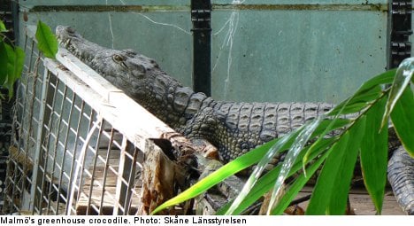 Police find crocodile in Swede's greenhouse