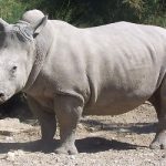 Spanish zoo hails rare white rhino birth