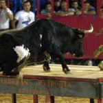 The bull 'El Ratón' (the mouse): El Ratón is the stuff of bullfighters' nightmares. In his career in the ring, he killed three people and injured 30 more. Top props: a pair of plastic horns, a black cloak and a nasty attitude. Photo: German García