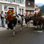 Ten parades of cows take place throughout the day.Photo: Caroline Bishop