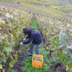 The gradient of the slopes in Lavaux means grapes must be harvested by hand.Photo: Caroline Bishop