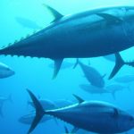 Marathon tuna fish makes record sea voyage