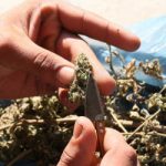 Weed dealing officials kicked out of ruling party