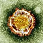 Killer MERS coronavirus found in Spain