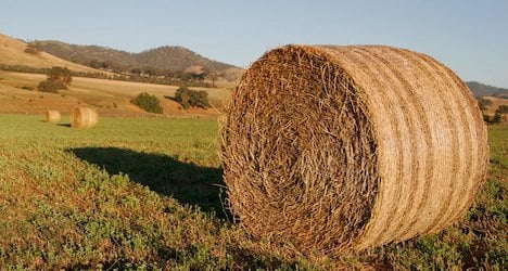 Senior crushed to death by hay bales on farm