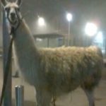 Drunk French friends take llama on tram ride